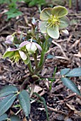 HELLEBORUS ARGUTIFOLIUS SILVER LACE