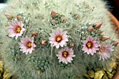 MAMMILLARIA GLASSII LASCENSIONIS, PINCUSHION CACTUS