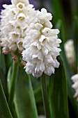 MUSCARI AZUREUM ALBUM, GRAPE HYACINTH