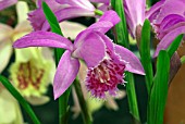 PLEIONE HYBRID, ORCHID