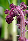 SAXIFRAGA STRIBRNYI