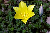 TULIPA ILIENSIS