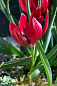 TULIPA HUMILIS LILLIPUT