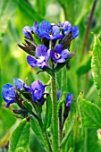 ANCHUSA AZUREA LODDON ROYALIST