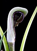 ARISAEMA RINGENS, COBRA LILY