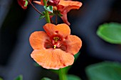 DIASCIA LITTLE TANGO