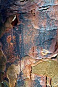 ACER GRISEUM BARK (PAPER BARK MAPLE)