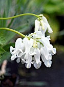 DICENTRA FORMOSA IVORY HEARTS