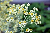 EUPHORBIA CHARACIAS EMMER GREEN