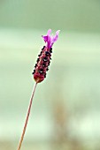 LAVANDULA STOECHAS PURPLE RIBBON