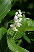 MAIANTHEMUM RACEMOSUM