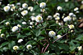 RANUNCULUS ACONITIFOLIUS FLORE PLENO,