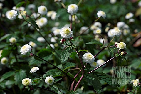 RANUNCULUS_ACONITIFOLIUS_FLORE_PLENO