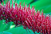 XERONEMA CALLISTEMON