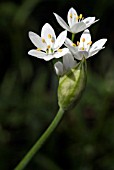 ALLIUM NEAPOLITANUM (NAPLES GARLIC)