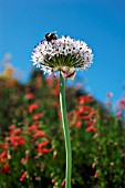 ALLIUM WITH BUMBLE BEE