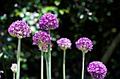 ALLIUM AMBASSADOR