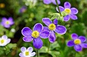 ANEMONE TRULLIFOLIA INDIGO