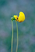 CALCEOLARIA FALKLANDICA