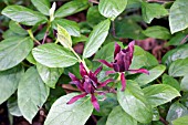 CALYCANTHUS FLORIDUS, CAROLINA ALLSPICE