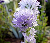 CAMPANULA MOESIACA, BELLFLOWER