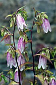 CAMPANULA TAKESIMANA ELIZABETH