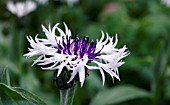 CENTAUREA MONTANA PURPLE HEART, PERENNIAL CORNFLOWER