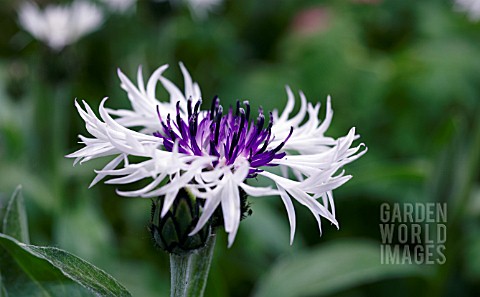 CENTAUREA_MONTANA_PURPLE_HEART_PERENNIAL_CORNFLOWER