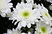 CHRYSANTHEMUM SWAN