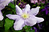 CLEMATIS CEZANNE