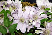 CLEMATIS FILIGREE