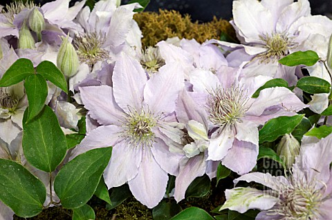 CLEMATIS_FILIGREE