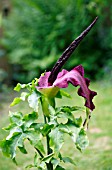 DRACUNCULUS VULGARIS, (DRAGON ARUM)