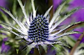 ERYNGIUM JOS EIJKING, SEA HOLLY