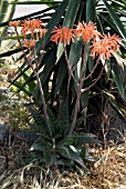 ALOE STRIATA