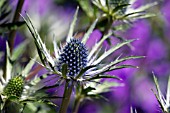 ERYNGIUM JOS EIJKING