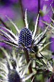 ERYNGIUM JOS EIJKING