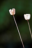 FRITILLARIA MELEAGRIS, SEED HEAD