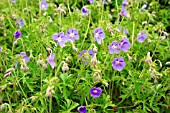 GERANIUM BROOKSIDE, CRANESBILL