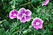 GERANIUM ELKE, CRANESBILL