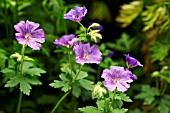 GERANIUM IBERICUM