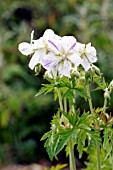 GERANIUM PRATENSE SPLISH SPLASH