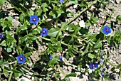 ANAGALLIS ARVENSIS (COMMON PIMPERNEL)