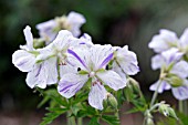 GERANIUM PRATENSE SPLISH SPLASH, MEADOW CRANESBILL