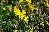 HELIANTHEMUM NUMMULARIUM VAR. OBSCURUM