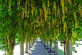 LABURNUM WALK, HADDINGTON, EAST LOTHIAN, SCOTLAND