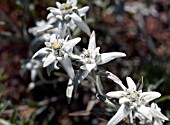 LEONTOPODIUM ALPINUM, EDELWEISS