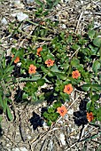 ANAGALLIS ARVENSIS (SCARLET PIMPERNEL)