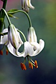 LILIUM MARTAGON, VAR. ALBUM