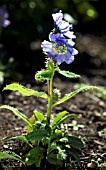 MECONOPSIS HORRIDULA, (CELESTIAL POPPY)